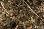 Behaarde rode bosmier (Formica rufa)