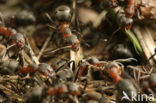 Behaarde rode bosmier (Formica rufa)