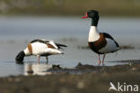 Shelduck (Tadorna tadorna)