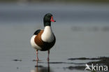 Shelduck (Tadorna tadorna)