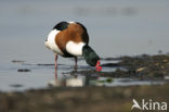 Shelduck (Tadorna tadorna)