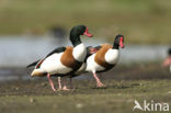 Shelduck (Tadorna tadorna)