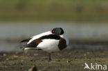 Shelduck (Tadorna tadorna)