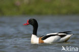 Shelduck (Tadorna tadorna)