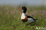 Shelduck (Tadorna tadorna)