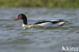 Shelduck (Tadorna tadorna)