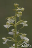 Bergnachtorchis (Platanthera chlorantha) 