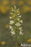 Bergnachtorchis (Platanthera chlorantha) 