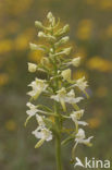 Bergnachtorchis (Platanthera chlorantha) 