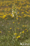 Bergnachtorchis (Platanthera chlorantha) 