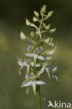 Bergnachtorchis (Platanthera chlorantha) 