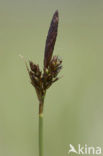 Softleafe sedge (Carex montana)