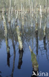 Birch (Betula)