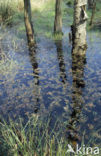 Birch (Betula)