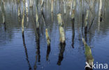 Birch (Betula)