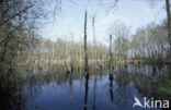 Birch (Betula)