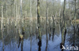 Birch (Betula)