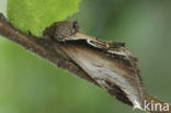 Berkenbrandvlerkvlinder (Pheosia gnoma)