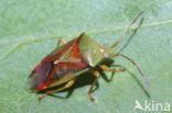 birch shield bug (Elasmostethus interstinctus)