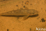 Stone Loach (Barbatula barbatula