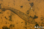 Stone Loach (Barbatula barbatula