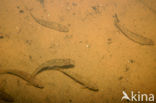 Stone Loach (Barbatula barbatula