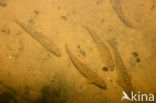 Stone Loach (Barbatula barbatula