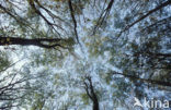 Beech (Fagus spec.)