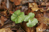 Beuk (Fagus sylvatica)