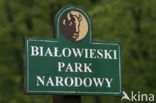 Bialowieza National Park
