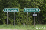 Bialowieza National Park