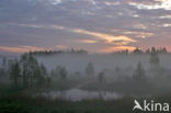 Bialowieza National Park