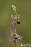 Bijenorchis (Ophrys apifera)