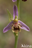 Bijenorchis (Ophrys apifera)
