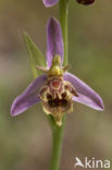 Bee Orchid (Ophrys apifera)