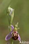 Bijenorchis (Ophrys apifera)