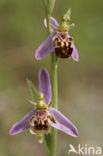 Bee Orchid (Ophrys apifera)