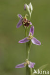 Bee Orchid (Ophrys apifera)