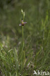 Bijenorchis (Ophrys apifera)