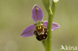 Bee Orchid (Ophrys apifera)