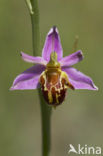 Bijenorchis (Ophrys apifera)