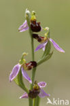 Bijenorchis (Ophrys apifera)