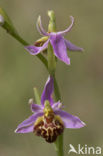 Bijenorchis (Ophrys apifera)