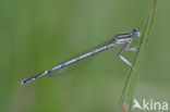 Blauwe breedscheenjuffer (Platycnemis pennipes)