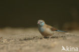 Red-cheeked Cordon Blue Finch (Uraeginthus bengalus)