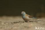 Blauwfazantje (Uraeginthus bengalus)