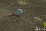 Lavender Waxbill (Estrilda caerulescens)