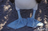 Blue-footed booby (Sula nebouxii)