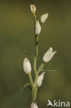 Bleek bosvogeltje (Cephalanthera damasonium) 
