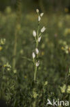 White Helleborine (Cephalanthera damasonium)